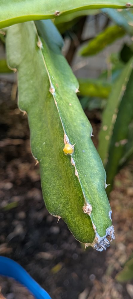 Small buds